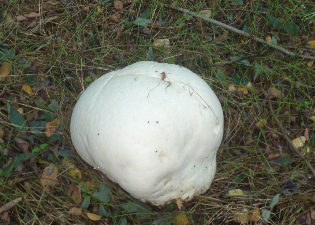 &Oacute;ri&aacute;sp&ouml;feteg